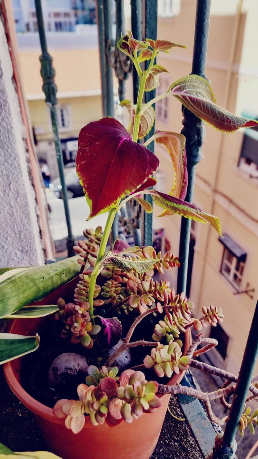 Charming Central Apartment To Rent Lisbona Esterno foto